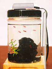 Ecosphere lamp