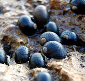 pipipi snail