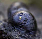 pipipi snail
